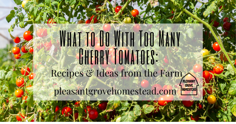 What to Do With Too Many Cherry Tomatoes: Recipes & Ideas from the Farm