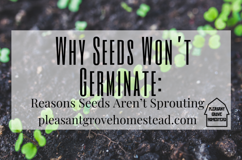 image of sprouting seeds with text for blog post title
