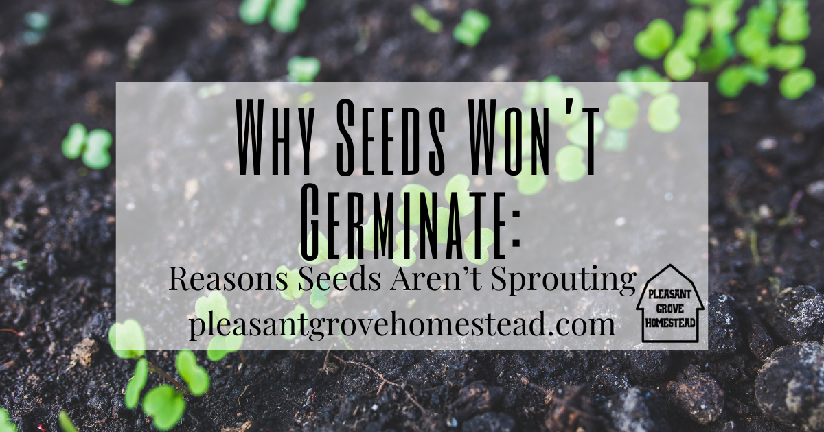 image of sprouting seeds with text for blog post title